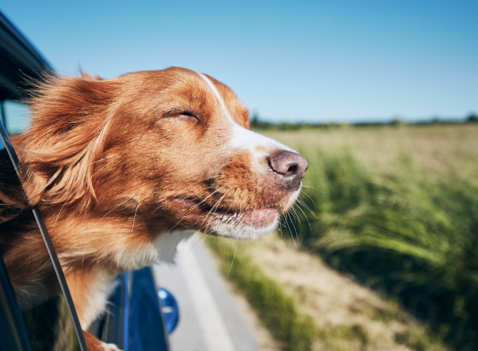 Gode råd til bilferie med din hund